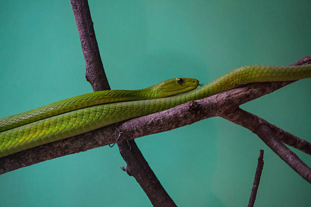 Ritratto di un serpente - foto stock