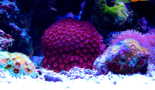 Red zoathids coral