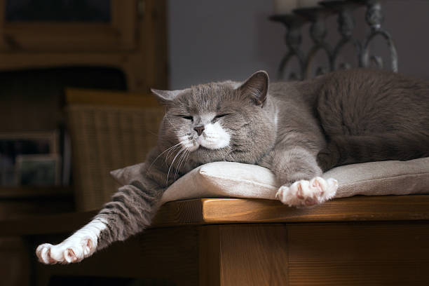 gato de pelo corto británica wakes up en la tabla - felino fotografías e imágenes de stock