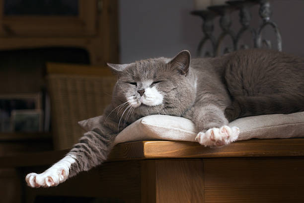 British Shorthair cat wakes up on the table British Shorthair cat wakes up on the table cat family stock pictures, royalty-free photos & images