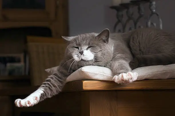 British Shorthair cat wakes up on the table