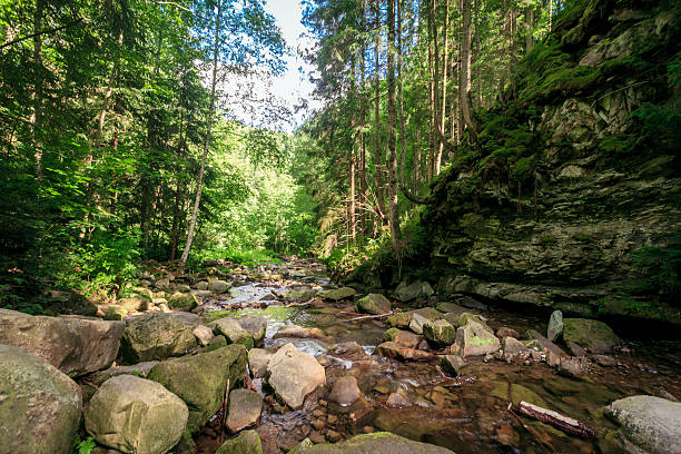 verde musgo sobre pedras perto de um riacho - gatlinburg waterfall smoke usa - fotografias e filmes do acervo