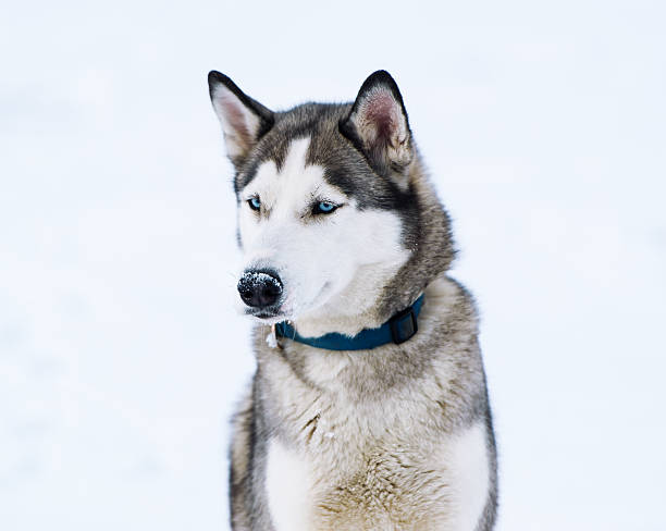 istock Thoroughbred dog similar to a wolf. 517282312