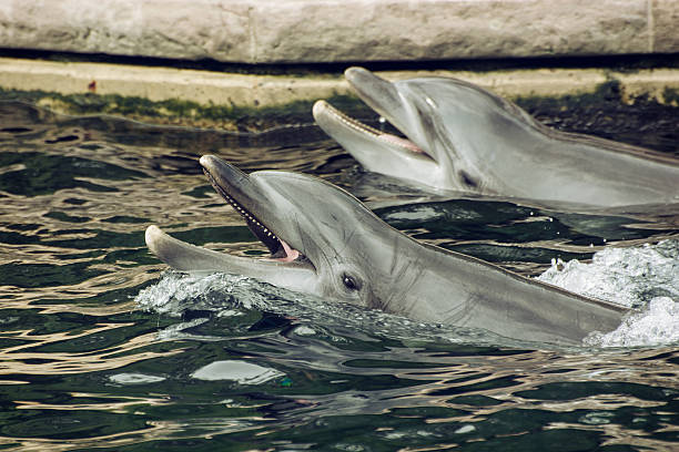 istock Two Bottlenose dolphins in the water 517282385
