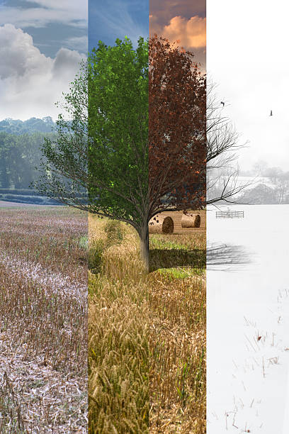 Four seasons in one stock photo