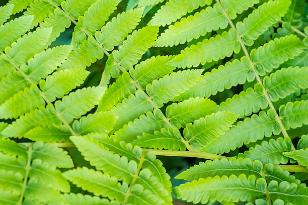 paproć zielony liści na naturalne tło - fern new zealand macro frond zdjęcia i obrazy z banku zdjęć