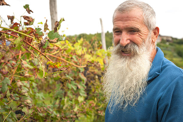 istock Senior Man Picking Grapes, Harvesting in Europe 517283233