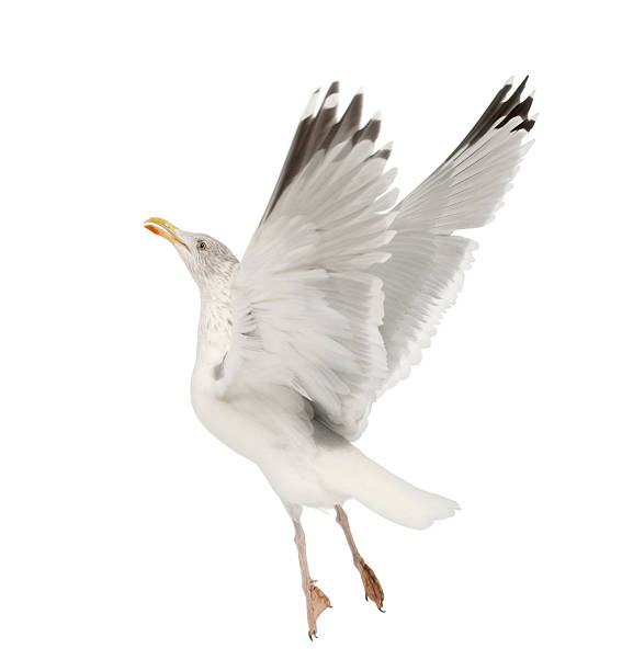 istock European Herring Gull, Larus argentatus, 4 years old, flying 517283442