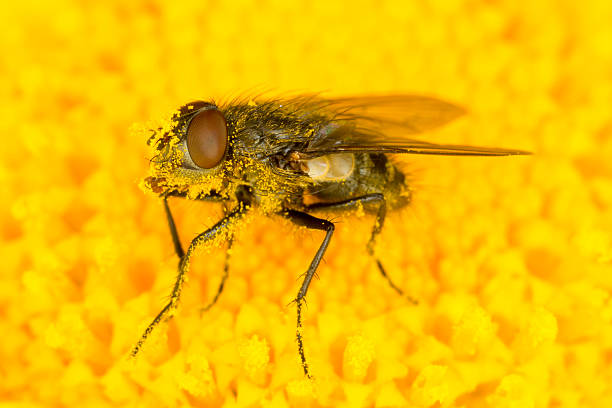 piccolo volare su un fiore giallo - insect fly animal eye single flower foto e immagini stock