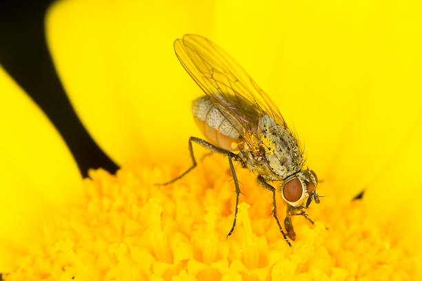 piccolo volare su un fiore giallo - insect fly animal eye single flower foto e immagini stock