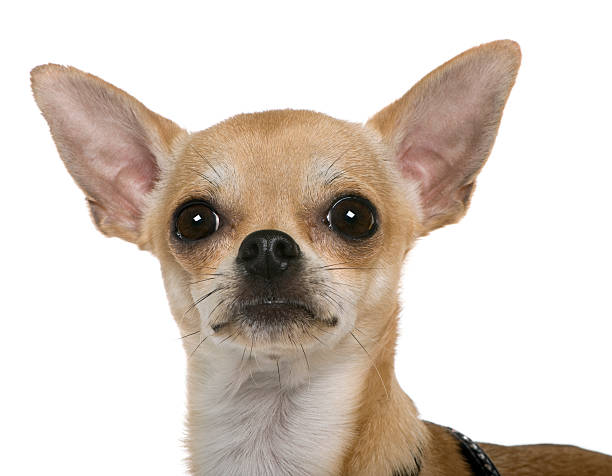 istock Chihuahua, 12 months old, close up against white background 517283712