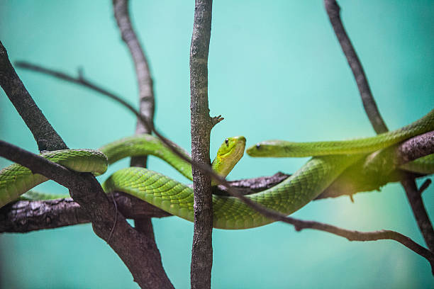 portrait d'un serpent - Photo