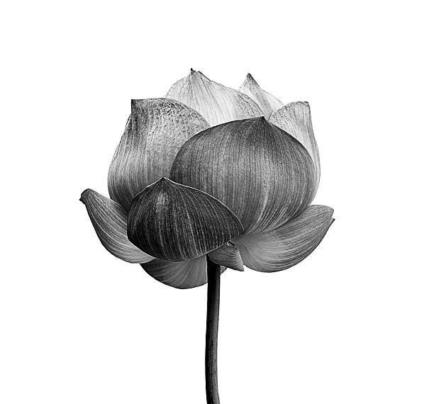 istock Lotus flower in black and white isolated on white background 517285795