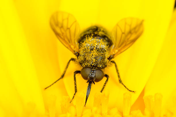 pequeño avión en una flor amarilla - insect fly animal eye single flower fotografías e imágenes de stock