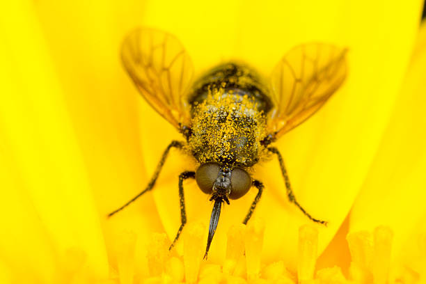 piccolo volare su un fiore giallo - insect fly animal eye single flower foto e immagini stock