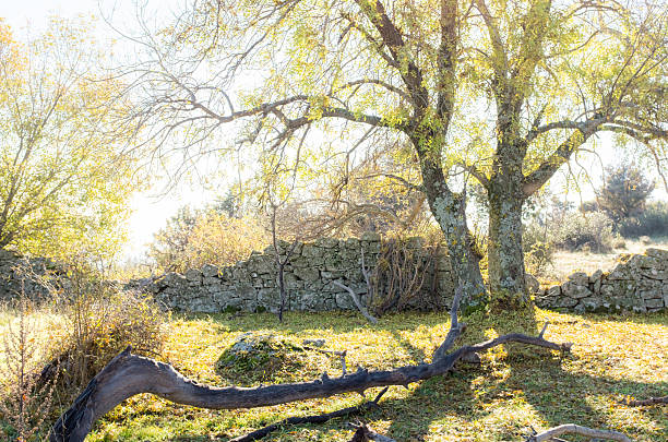 Cтоковое фото Пакет услуг «Autumn в Сан Lorenzo