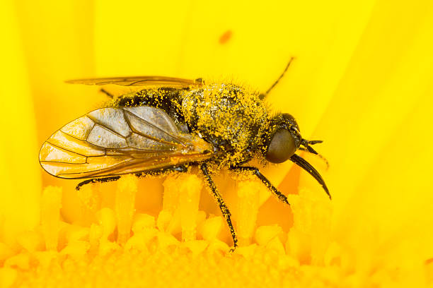 petit avion sur une fleur jaune - insect fly animal eye single flower photos et images de collection