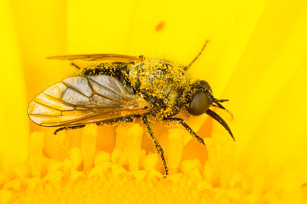 piccolo volare su un fiore giallo - insect fly animal eye single flower foto e immagini stock