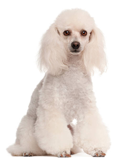 istock Poodle, 2 years old, sitting in front of white background 517298872