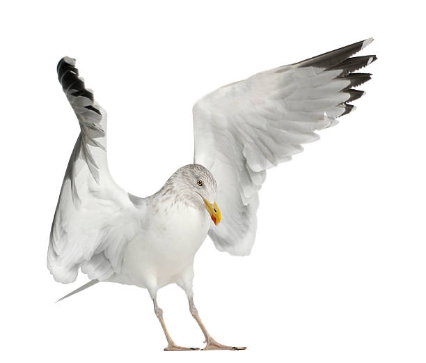 istock European Herring Gull, Larus argentatus, 4 years old, standing 517299064