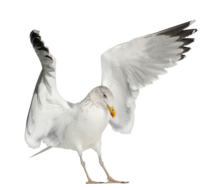 European Herring Gull, Larus argentatus, 4 years old, standing against white background