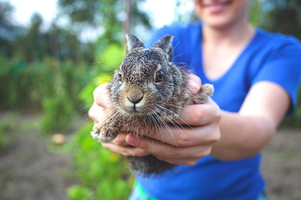 istock Wild Cute Rabbit in Women's Hands 517299098