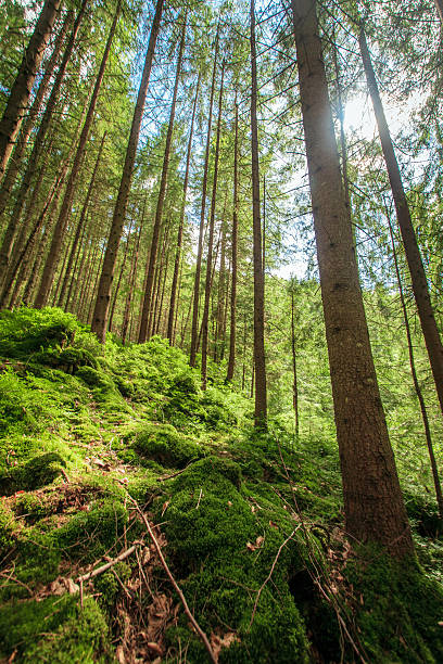 istock green moss in a beautiful forest 517299676