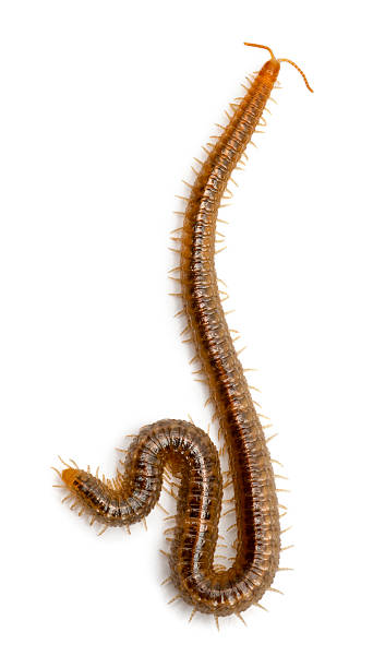 istock Centipede in front of white background 517300316
