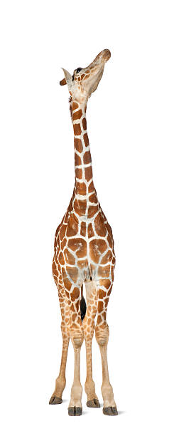 istock Somali Giraffe, commonly known as Reticulated Giraffe, Giraffa camelopardalis reticulata 517300396