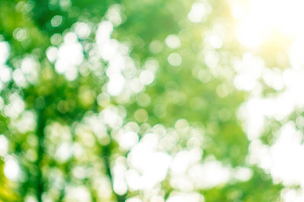 istock bokeh of nature background 517300562