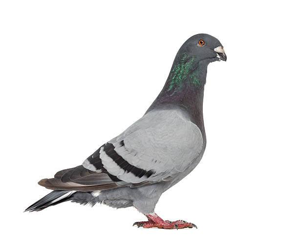 istock Racing Homer Pigeon isolated on white 517300570