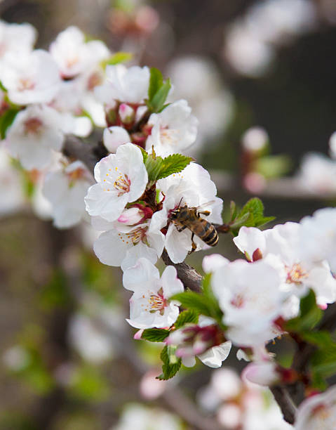 istock Honey Bee pollinating cherry flower 517301238