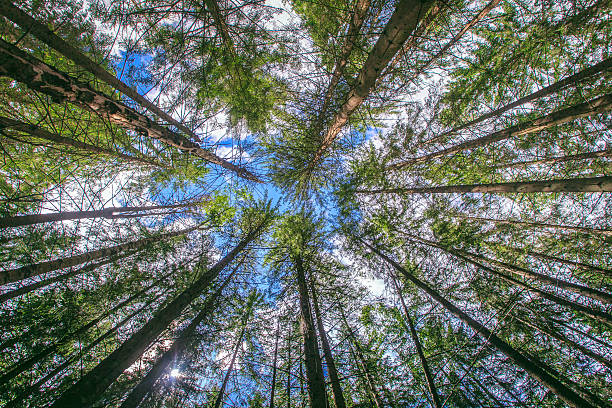 istock The sky through the branches of trees 517301324