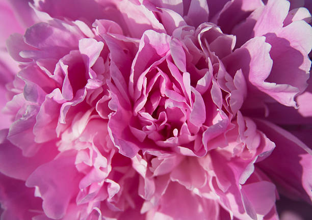 istock beautiful bud pink peony close up 517301726