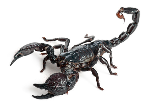 Emperor Scorpion,  Pandinus imperator, 1 year old, in front of white background