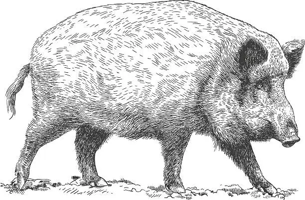 Vector illustration of engraving illustration of wild boar