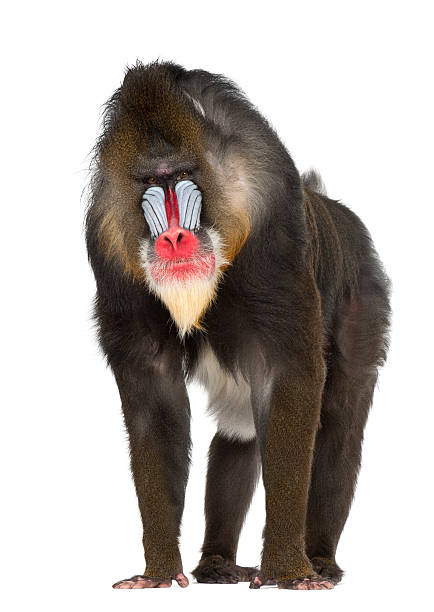 Mandrill primate of the Old World monkey family Mandrill, Mandrillus sphinx, 22 years old, primate of the Old World monkey family against white background baboon photos stock pictures, royalty-free photos & images