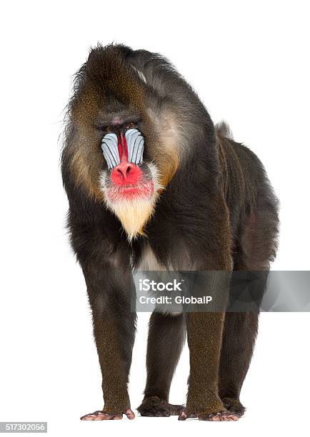 Mandrill Primate Of The Old World Monkey Family Stock Photo - Download Image Now - Mandrill, White Background, Cut Out