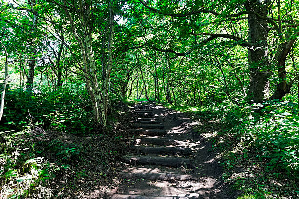 istock Log stairway on a woodland path 517302258