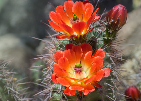 Beautiful wild blooming wild desert cactus flower
