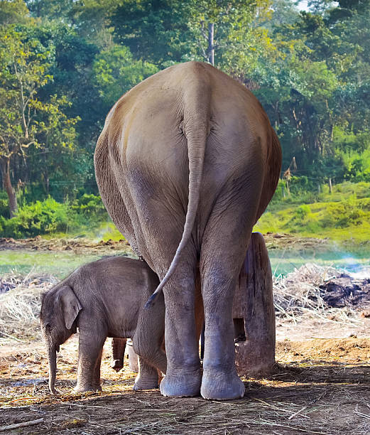 istock Young elephant beside mother elephant in the forest 517303260