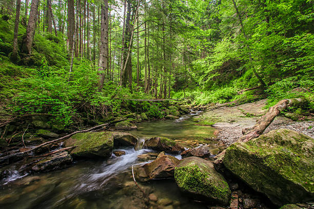 Moss Covered Rock in Mountian Stream.