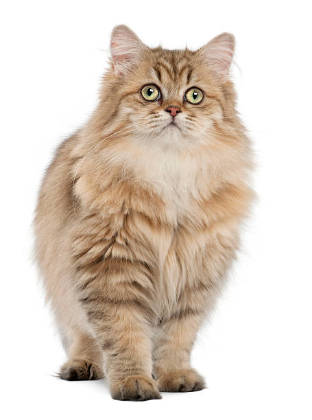 istock British Longhair cat, 4 months old, standing against white background 517303296