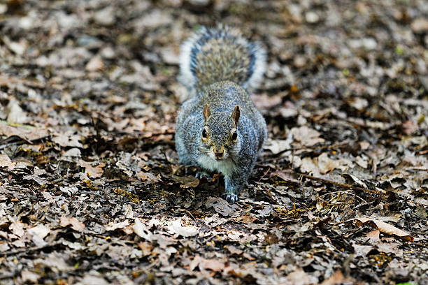 istock Grey squirrel on a woodland floor looking at the camera 517303600