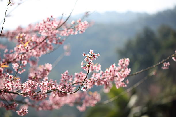 istock spring sakura pink flower in close up 517303970