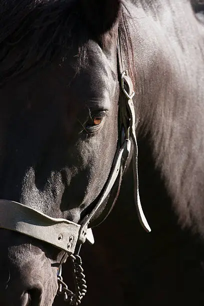 Portrait of horse "Rasso" in the morning light