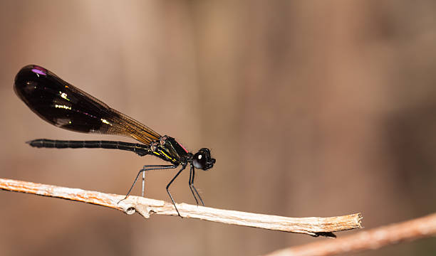 istock Aristocypha fenestrella rambur ,Damselfly in the nature 517304320