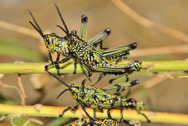 istock Locust Background - Natural Disaster and Pest 517304370