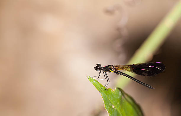 istock Aristocypha fenestrella rambur ,Damselfly in the nature 517304444
