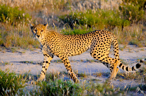 istock Cheetah in Samburu National Park, Kenya 517305094